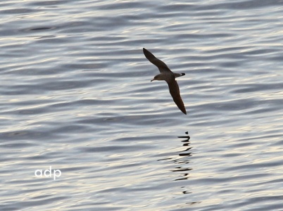 Cory's Shearwater (Calonectris diomedea) Alan Prowse